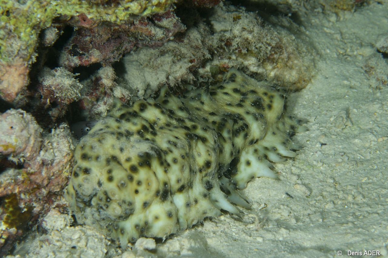 Stichopus horrens-Praslin Anse petite cour-4m-20190611nuit-Denis-ADER-DSC_9377_tn.jpg